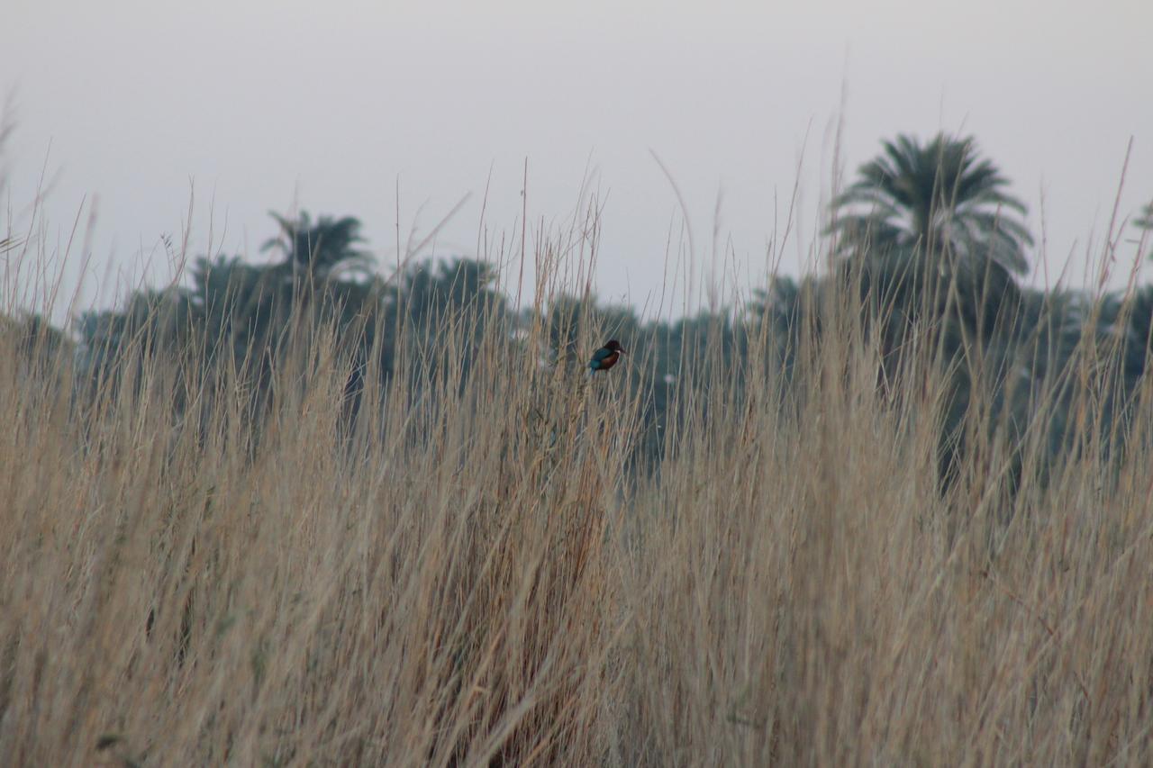 Kom El Dikka Agri Lodge Izbat an Namus Luaran gambar